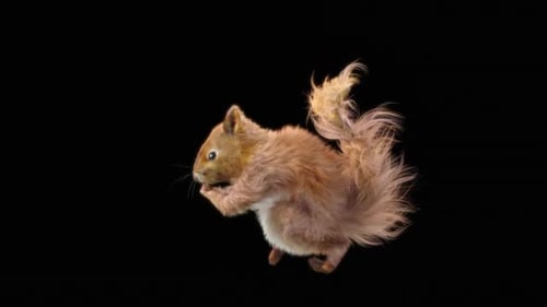 Eichhörnchen Tanzen HD