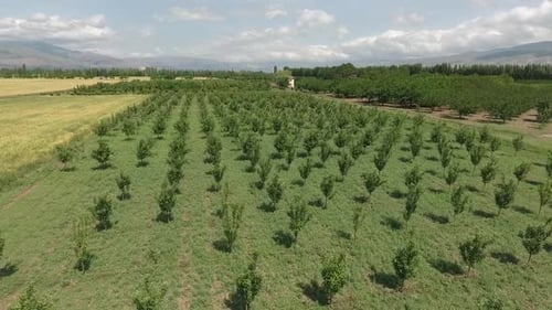 Trees