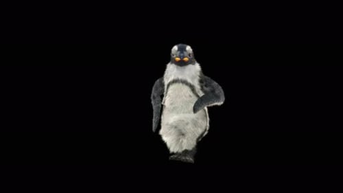 66 Penguin Dancing 4K