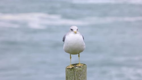 Close up shot of a seagull in front of the ocean