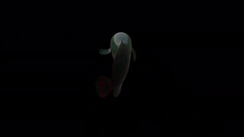 Arapaima Fish View From Back