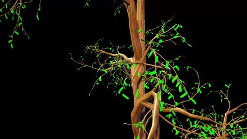 Taxodium Tree Botanical 3D Rendering