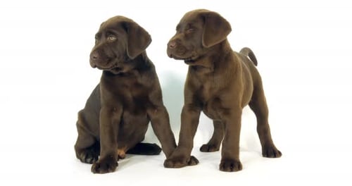 Brauner Labrador Retriever, Welpen auf weißem Hintergrund, Normandie, Zeitlupe 4K