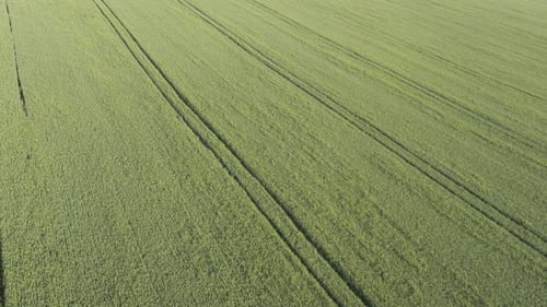 Endless rows of wheat by foggy spring morning 4K aerial video