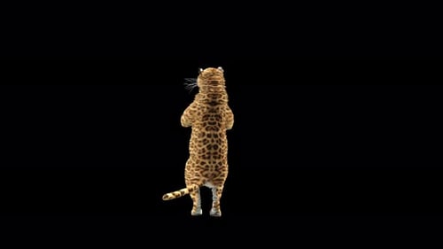 Leopard Dancing 4K