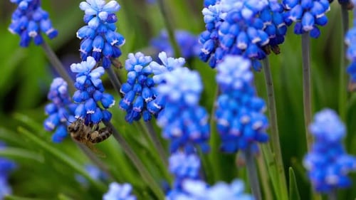 Honeybee Collects Pollen From Vivid Blue Flowers