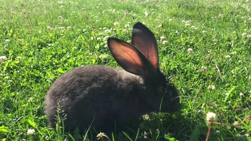 little rabbit eats the grass on a Sunny day, banny grey