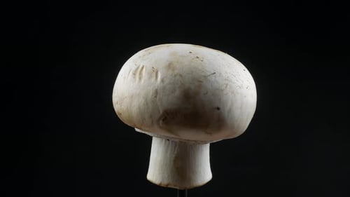Champignons, close up