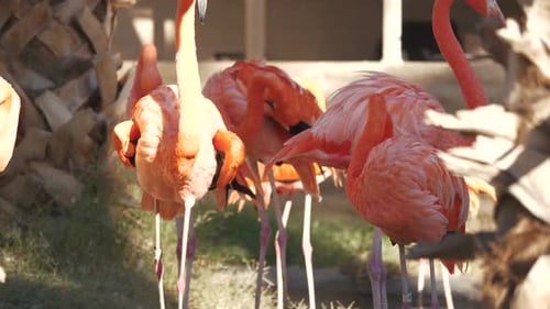 une flamboyance de flamants roses qui se mêlent. Un flamant rose en picore un autre et ébouriffe ses ailes.