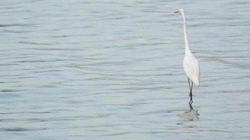 Fishing bird in Sri Lanka