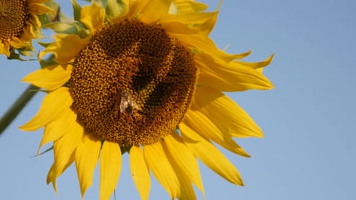 Yellow sunflower petals and blue sky 4K 2160p 30fps UltraHD footage - Close-up of bee over Helianth