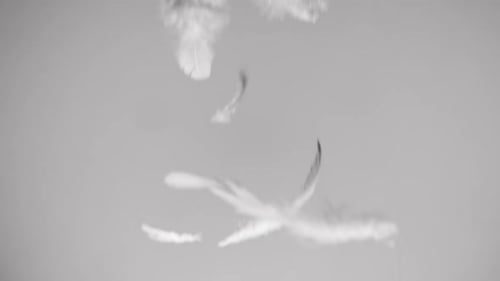 Plumas blancas cayendo sobre fondo limpio