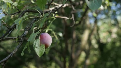 Vidéo UHD peu profonde de prunier violet DOF 4K 2160p 30 images par seconde - Gros plan de Prunus domestica 3840X2160 Ul