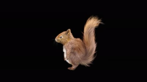 Realistic Animated Squirrel Standing with Waving Tail Alpha Channel
