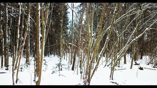 Winter Forest 09
