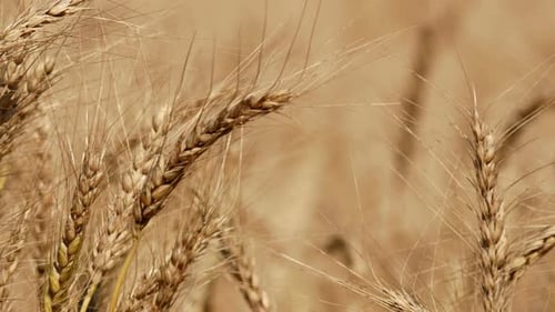 Barley