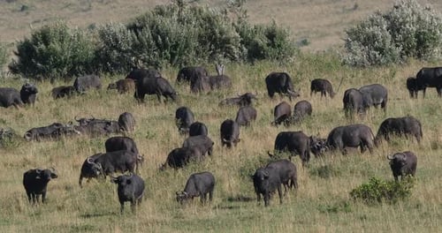 Afrikanischer Büffel, Syncerus Caffer, Herde stehend in Savanne, Tsavo Park in Kenia, Echtzeit 4K
