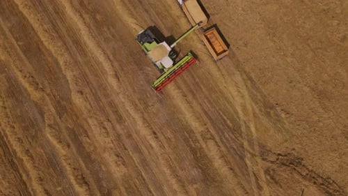 Kombinierter Harvester, der auf dem Feld arbeitet.