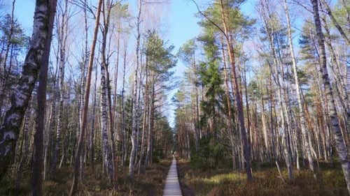 Footpath through the spring forest