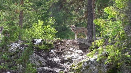 Wolf in Norway nature standing inside forest with sunlight hitting fur - Handheld static