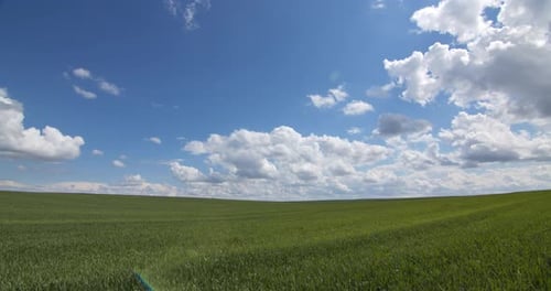 Green Wheat Field In Summer Day With Blue Timelapse Clouds 02