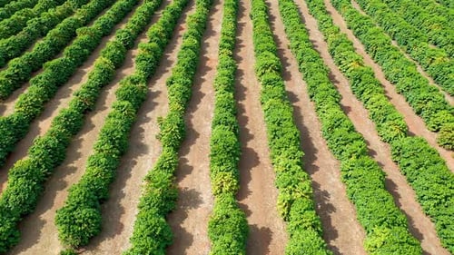 Aerial View of Green Crops on Farmland