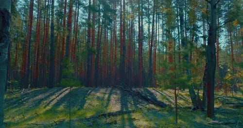 Urnatur des schönen Pinienwaldes in sonnigem Sommermorgen Hohe Bäume gegen Sonnenprores