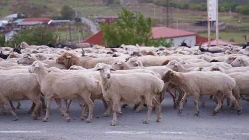 A flock of sheep walking on a rural road