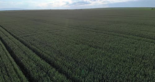 Aerial View Of Vast Yellow Wheat Field With Ripe Grains During Harvest Season