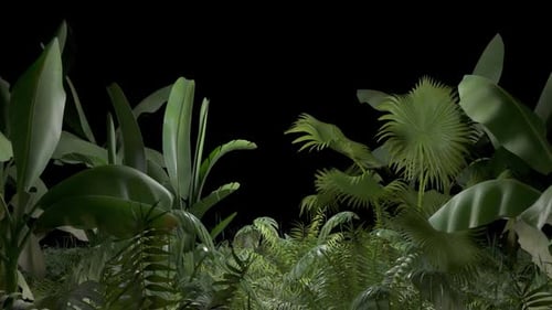 Tropical Plant