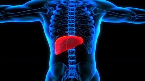 symptômes de maladie du foie insuffisance hépatique anatomie 3D échographie aux rayons X