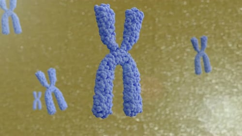 3d animation of chromosomes