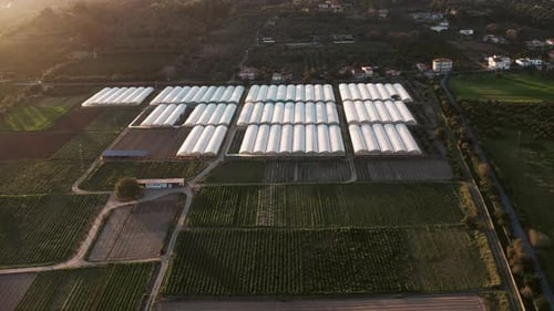 Vast Farm with Greenhouses from Above at Sunrise