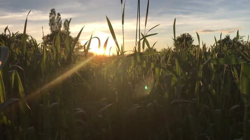 Field