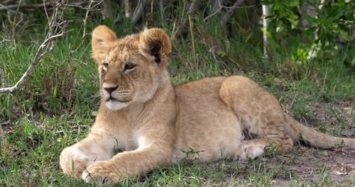 Afrikanischer Löwe, Panthera-Löwe, Junge liegend, Masai Mara Park in Kenia, Echtzeit 4K
