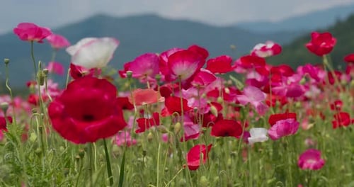 Pink Poppy Flower Field Garden