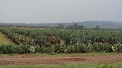Village on the Road from Nairobi to Tsavo Park,Field of Agaves, Kenya, Slow Motion