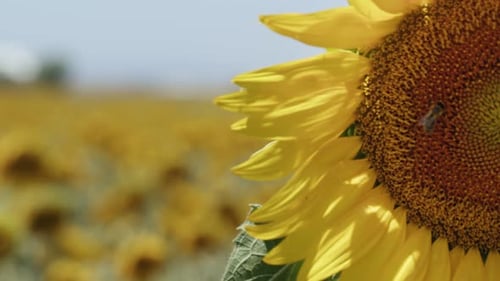 Beautiful Natural Plant Sunflower In Sunflower Field In Sunny Day 33