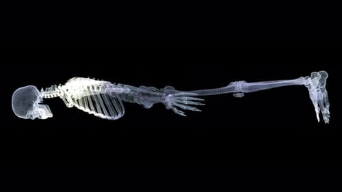 3D Wireframe Human Skeleton Scan with Highlighting Animation