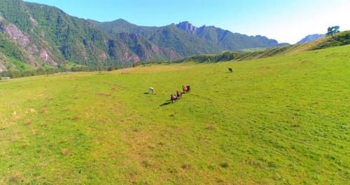 Flug über Wildpferdeherde auf Wiese, Spring Mountains Wilde Natur, Freiheit Ökologie Konzept.