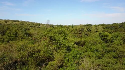 Wald im Albert Falls Game Reserve