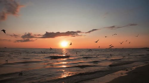Vagues en mer au coucher du soleil. Des volées de mouettes survolent l'eau. La lumière du soleil se reflète à la surface de