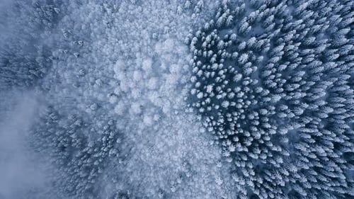 Aerial top down shot of mixed winter forest in snow. White frozen trees