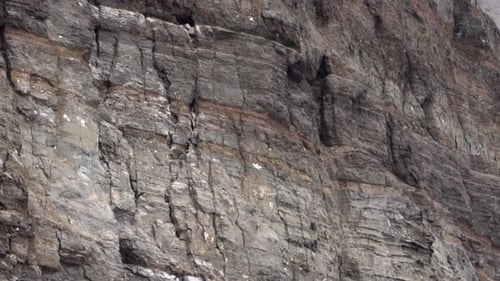 Oiseau de mer de la sterne inca volant et atterrissant sur un nid dans une falaise Ralenti