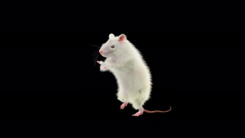 White Rat Standing and Moving with Alpha Channel