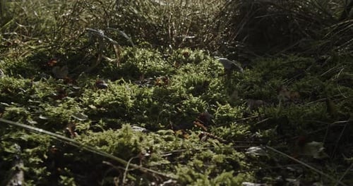 Panning on dewy forest moss