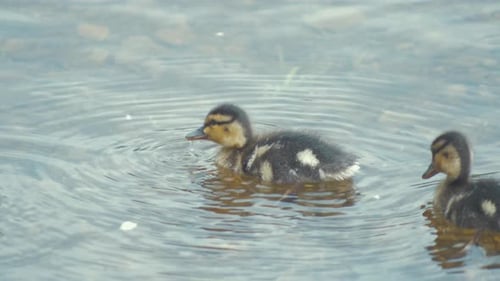 Entzückende, einwöchige Entenküken, die alleine im Fluss