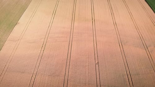 Flying over yellow wheat field with traces of wheels of heavy machinery