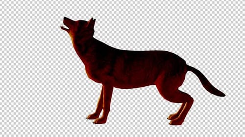 3D Animated Coyote Howling on Transparent Background
