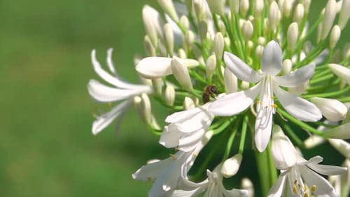 Bee Flying Around White Flowers in Daylight